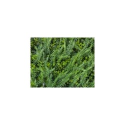 Follaje Artificial MALEZA VERDE | MCHomes ¡Decorando tu vida!