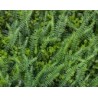 Follaje Artificial MALEZA VERDE | MCHomes ¡Decorando tu vida!
