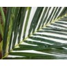 Palmera Artificial MADRID extra grande | MCHomes ¡Decorando tu vida!