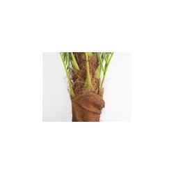 Palmera Artificial MADRID extra grande | MCHomes ¡Decorando tu vida!